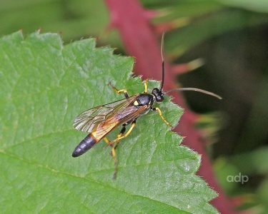 Ichneumonidae, Amblytelis pisorius,  Alan Prowse